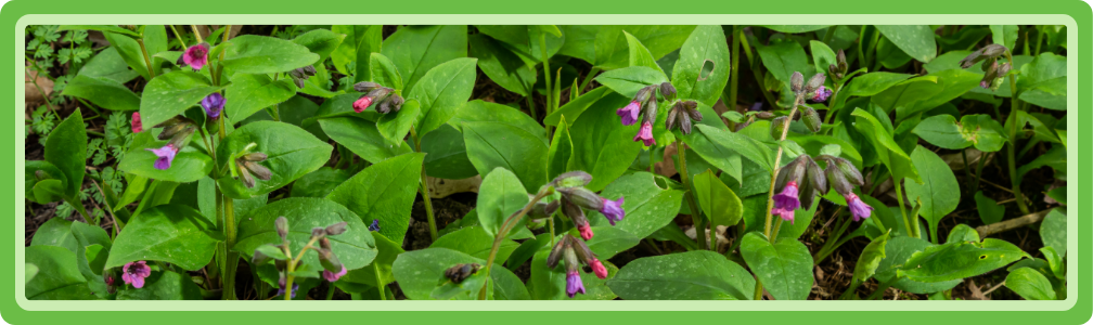 Longkruid kan je goed scheuren of delen