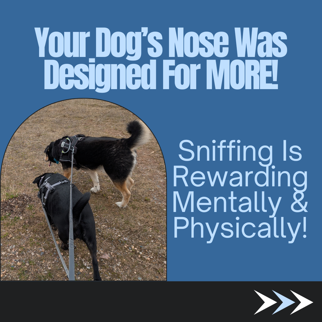 2 dogs enjoying a sniff through the woods, Text States, "Your Dog's Nose Was Designed For More, Sniffing is Rewarding Mentally & Physically!"
