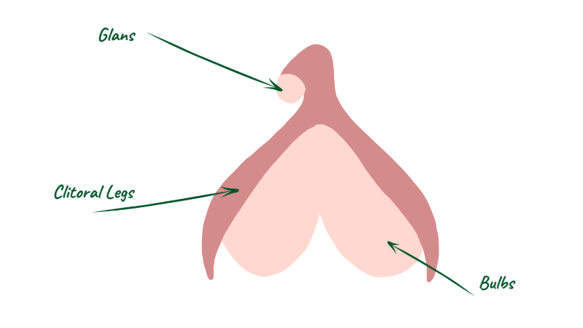 An illustration of the internal clitoris