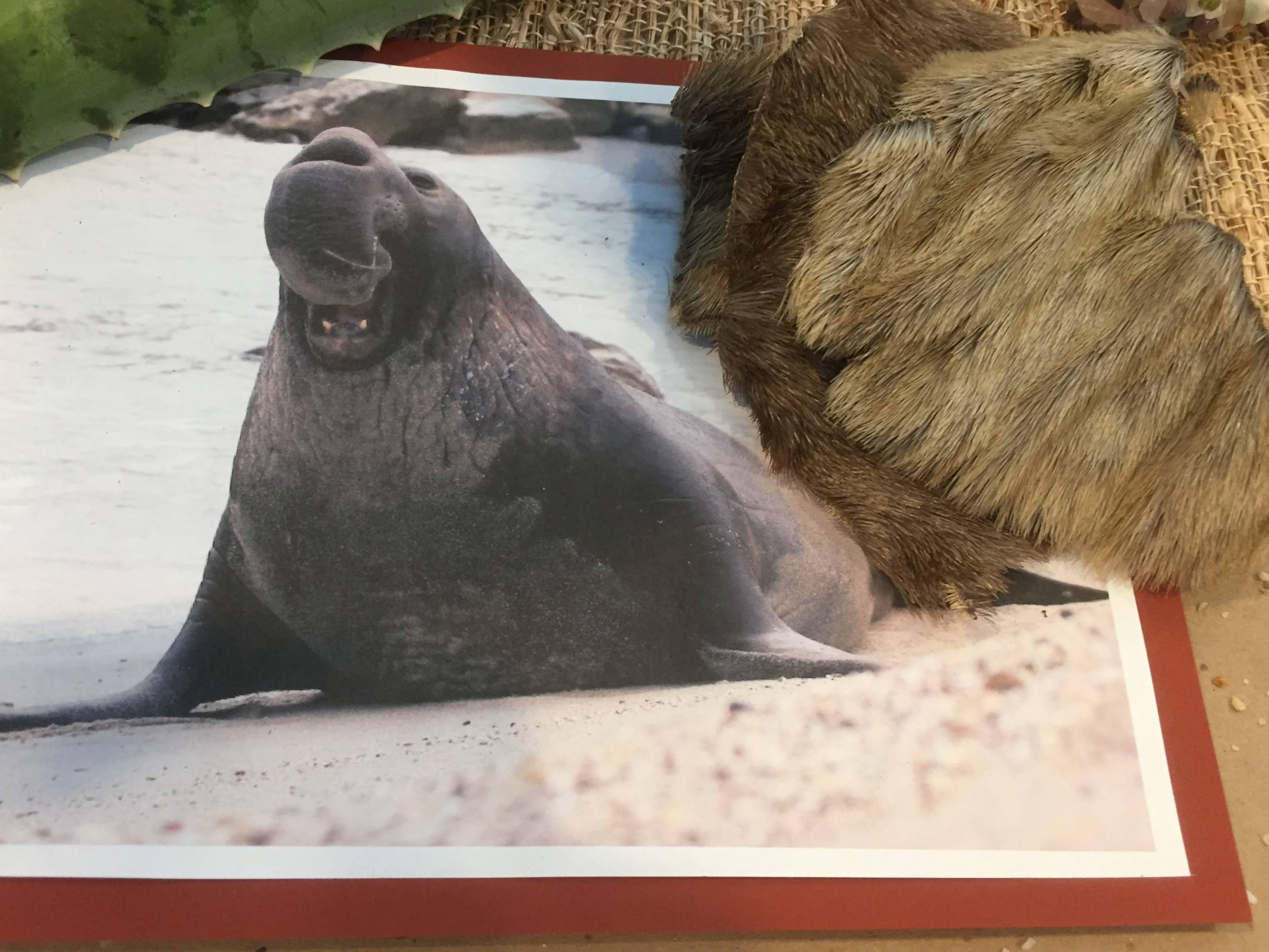 Elephant seal pelts from a ranger at Ano Nuevo State Park, California - a sensory prop for teaching Scott O'Dell's ISLAND OF THE BLUE DOLPHINS - from LitWits Workshops