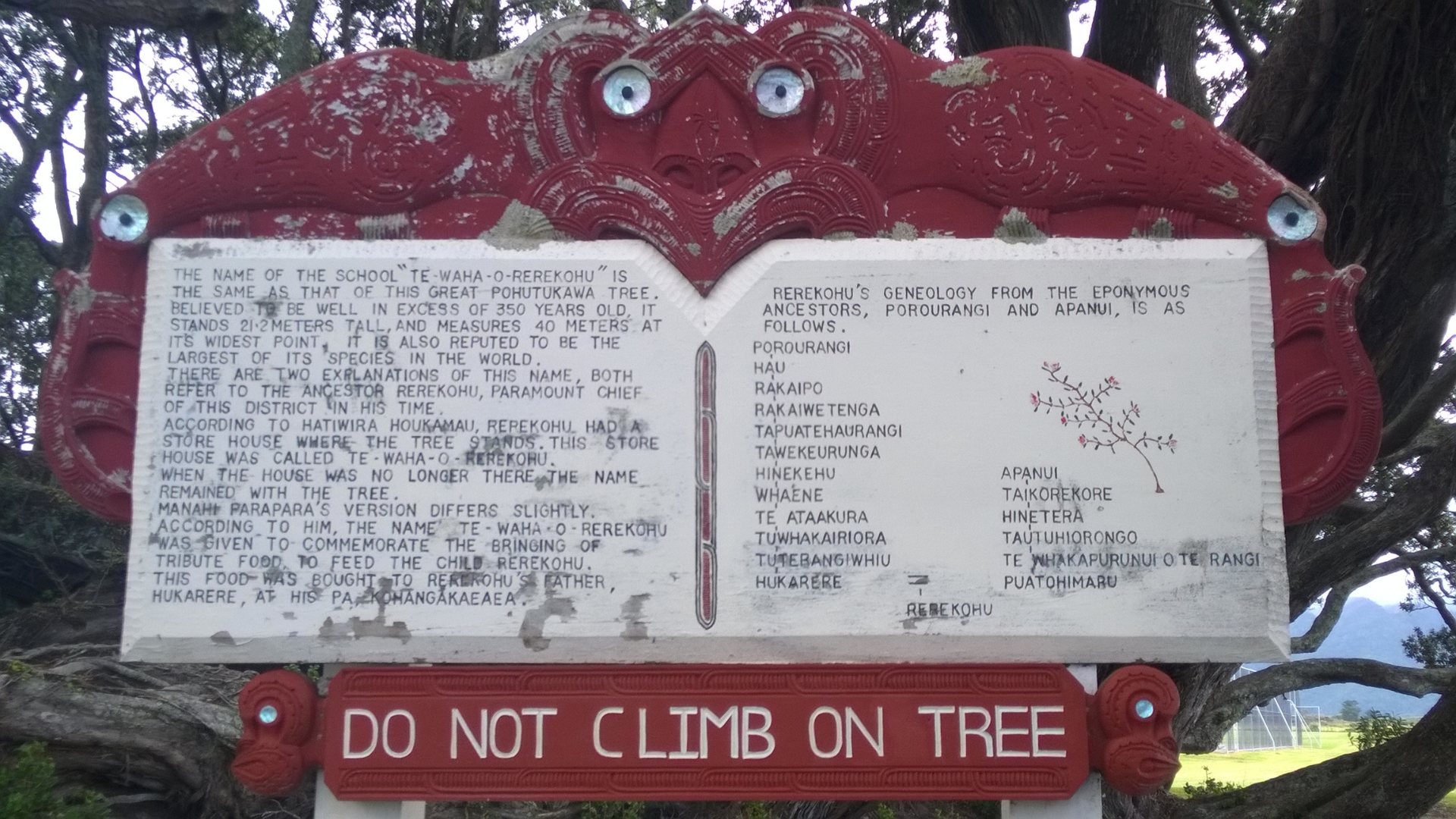 e Waha O Rerekohu - Oldest Pohutukawa Tree | East Cape NZ