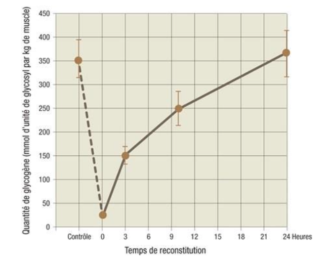Récupération glucides sport résistance
