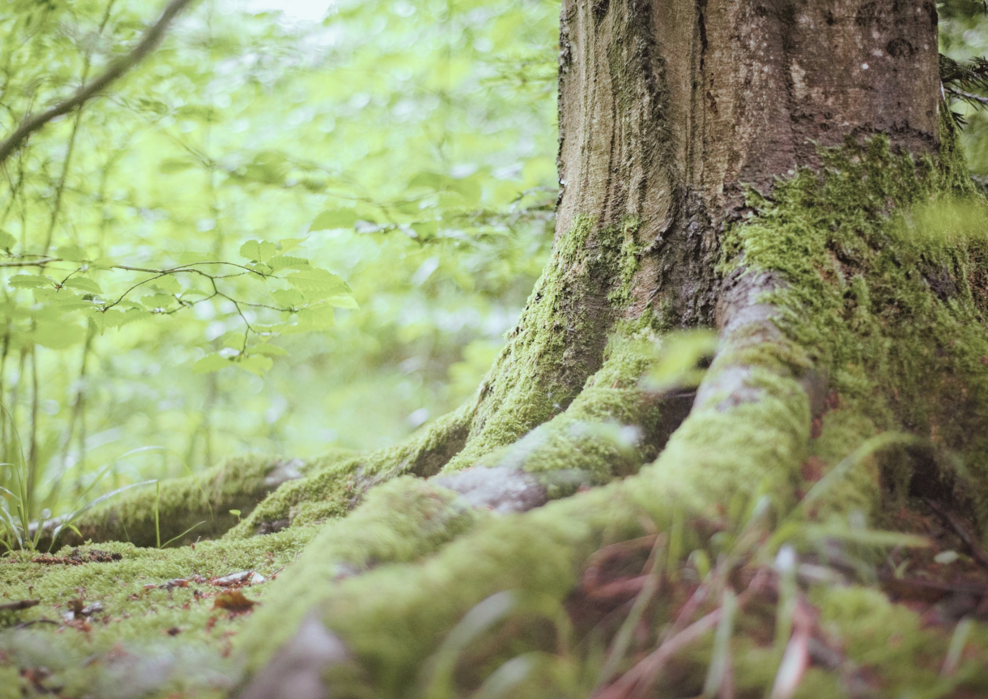 Arbre aux racines profondes