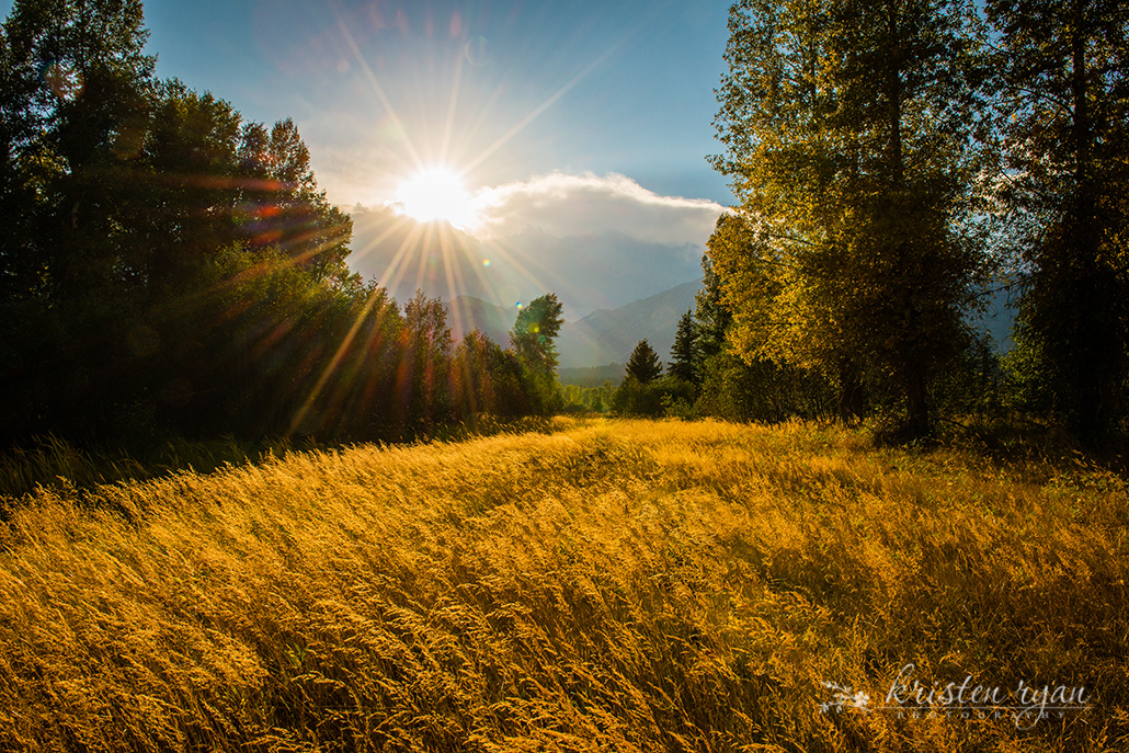 Kristen Ryan ~ Golden Meadow example of landscape photography