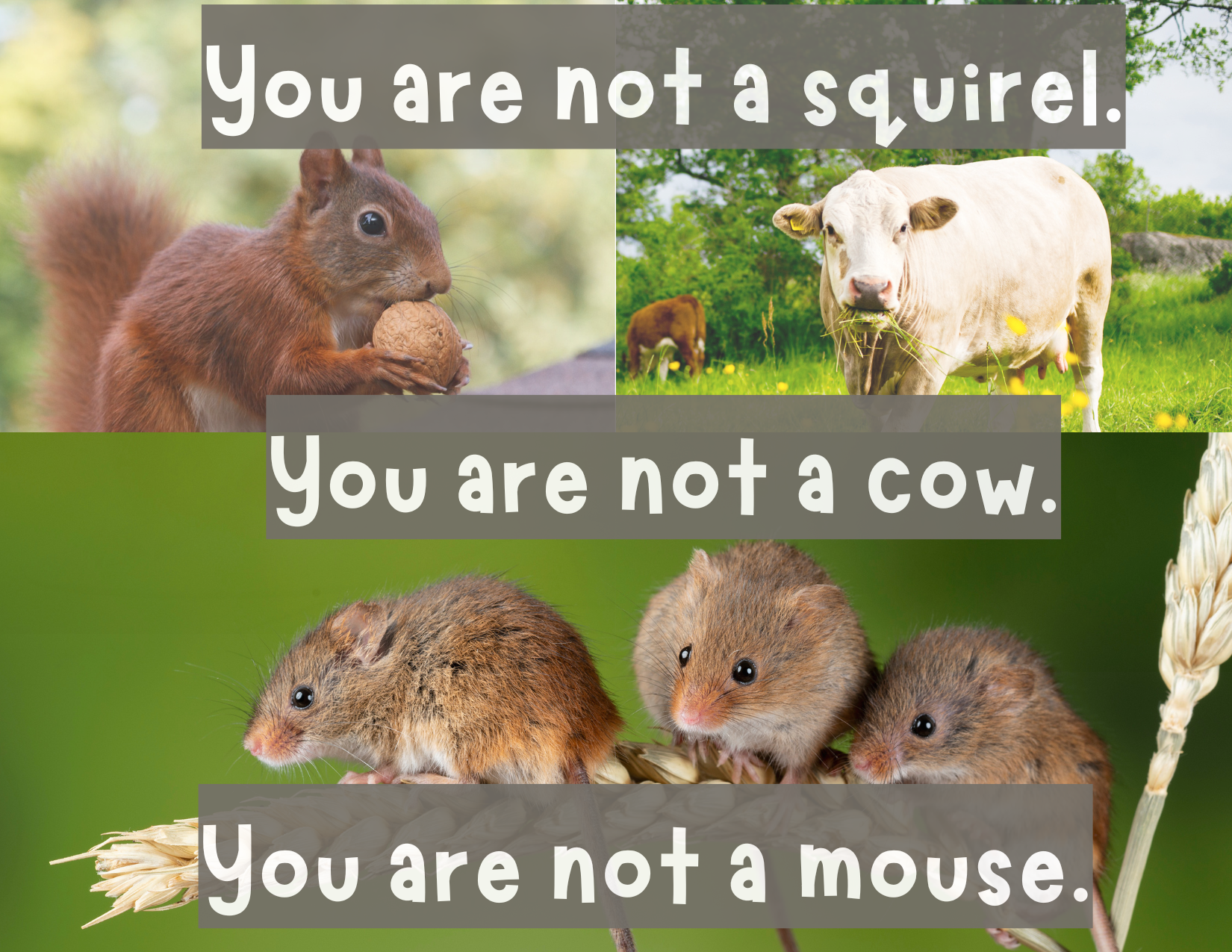 You are not a squirrel