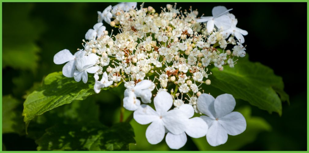 Viburnum opulus 'Compacta' is een goede vervanger voor de boerenhortensia, omdat Gelderse roos welk nectar en pollen biedt aan wilde bijen