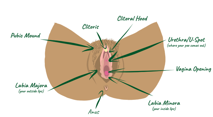 An illustrated diagram of the female anatomy and clitoris