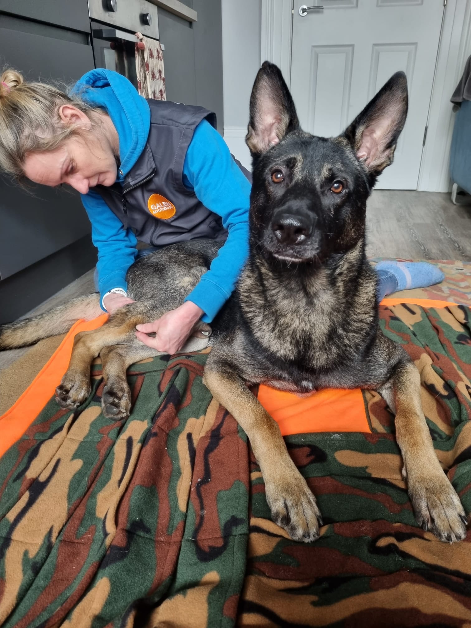 German Shepherd Dog enjoys Galen Myotherapy from Jen at Healthy Hound's Jen 