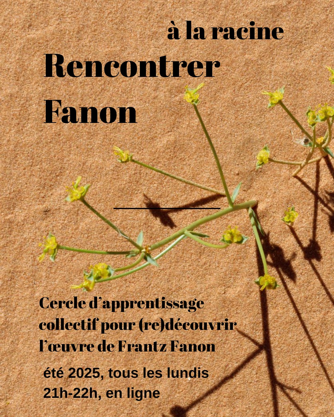 texte en noir: à la racine, Rencontrer Fanon. En arrière-plan: une plante aux tiges fines vertes et aux fleurs jaunes sort du sable, où on voit son ombre se dessiner.