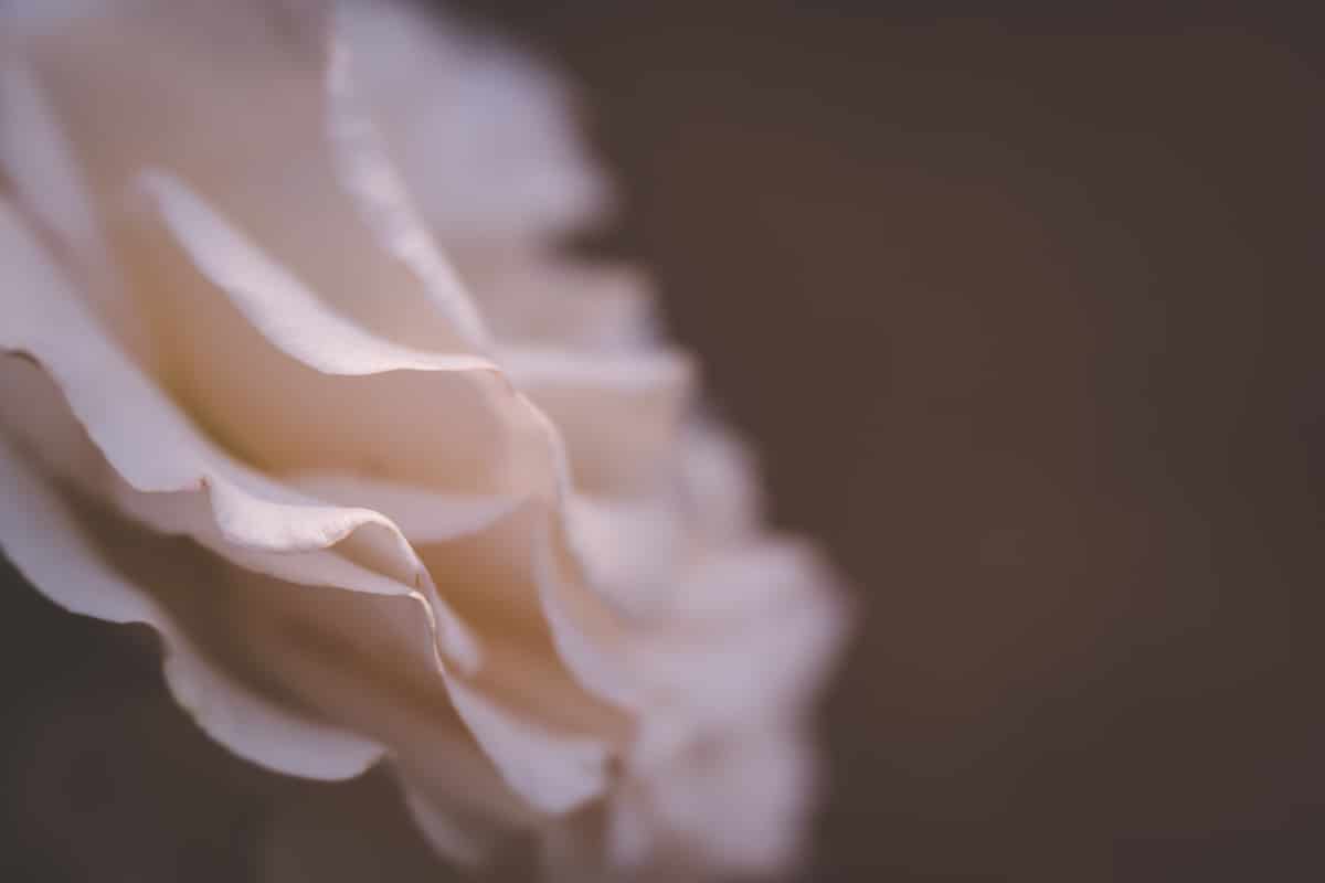 light pink flower in corner of frame.