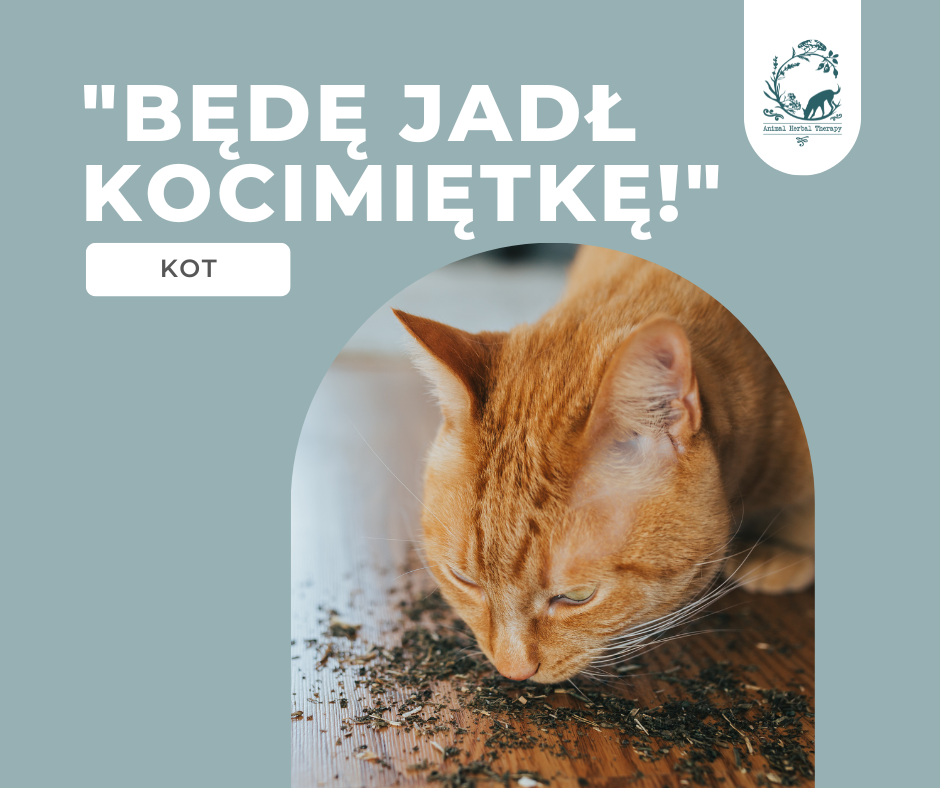 Rudy kot zajadający się suszoną kocimiętką.