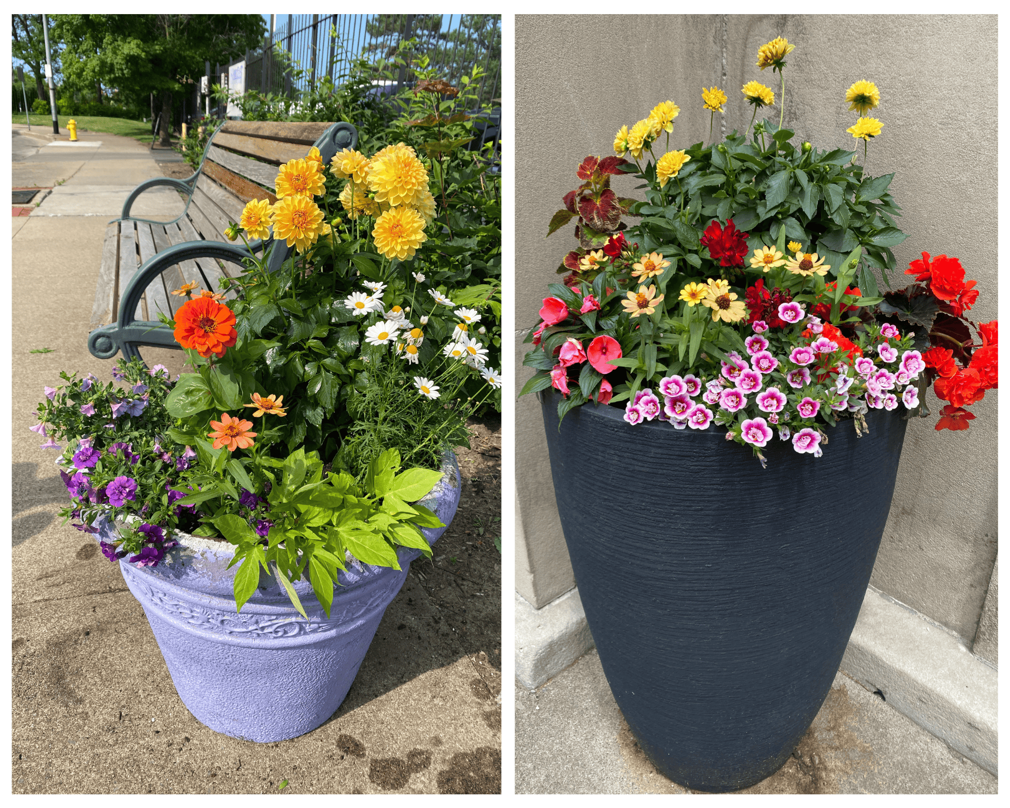 June Planters