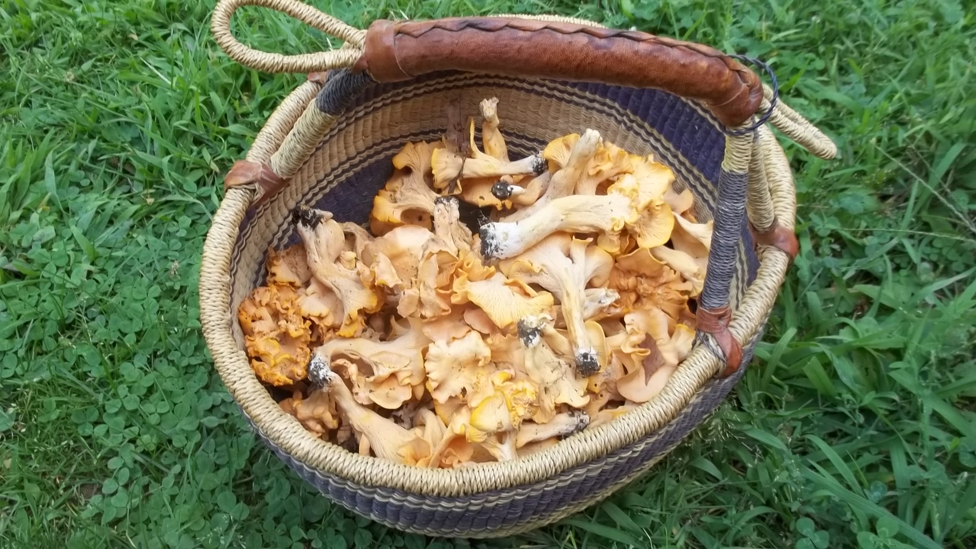 A basket of chanterelle mushrooms