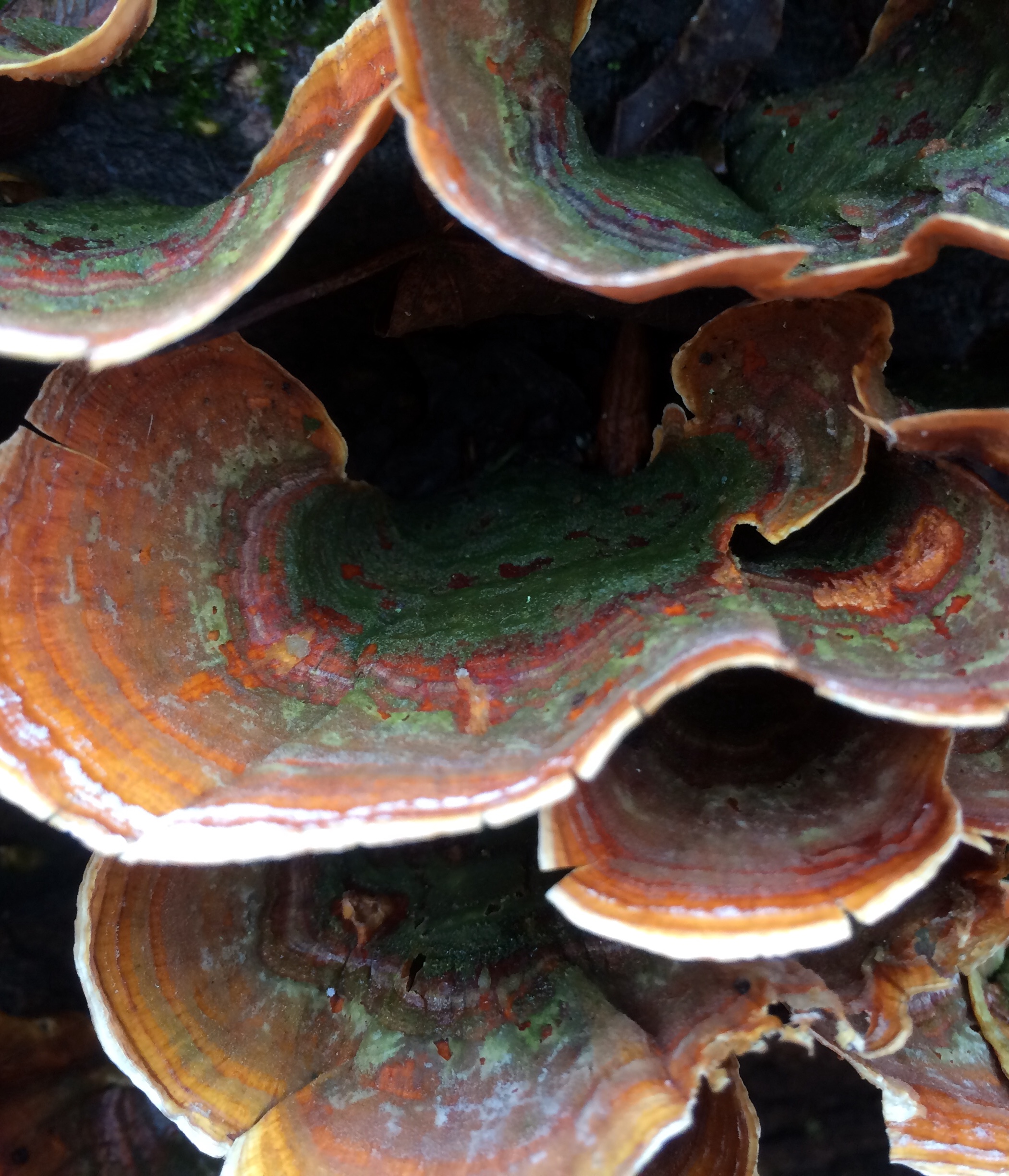 False Turkey Tail mushrooms