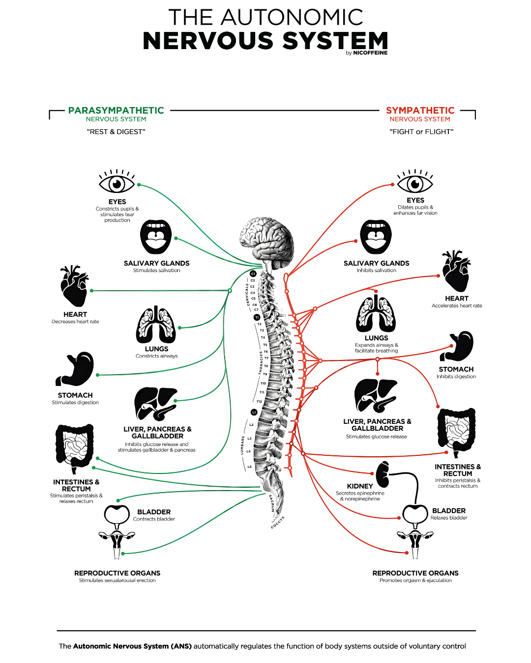 nervous system spinal flow fairfield ca