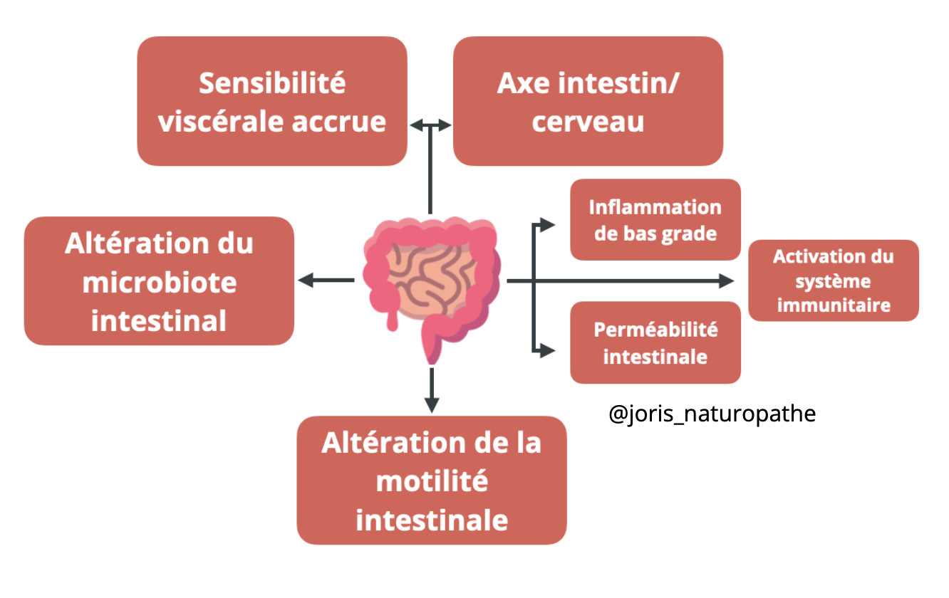 causes intestin irritable