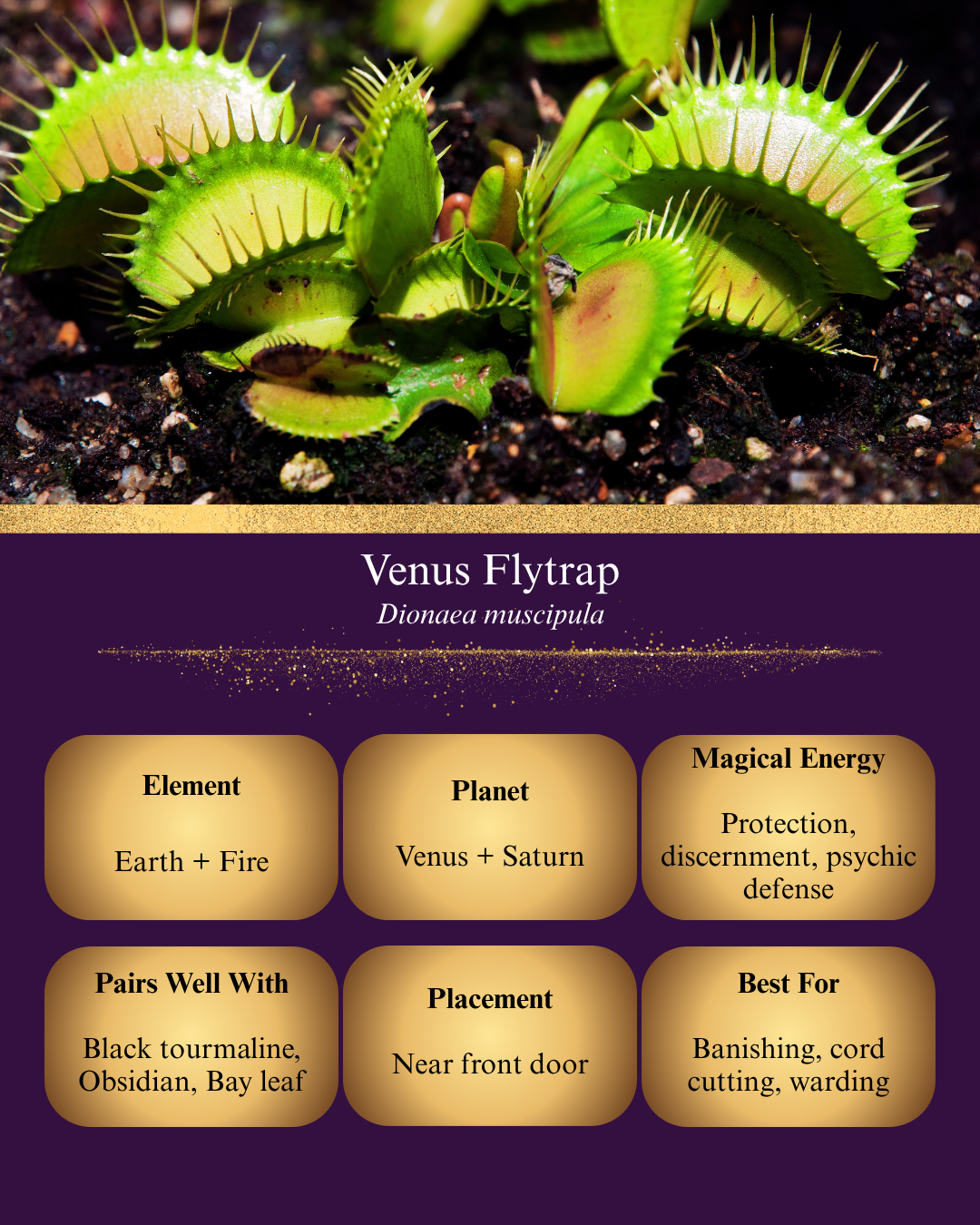 A digital graphic titled "Venus Flytrap (Dionaea muscipula)" featuring an image of several vibrant green and red traps on dark soil. Below, six gold-colored boxes on a purple background detail its magical properties: Element (Earth + Fire), Planet (Venus + Saturn), Magical Energy (Protection, discernment, psychic defense), Pairs Well With (Black tourmaline, Obsidian, Bay leaf), Placement (Near front door), and Best For (Banishing, cord cutting, warding).