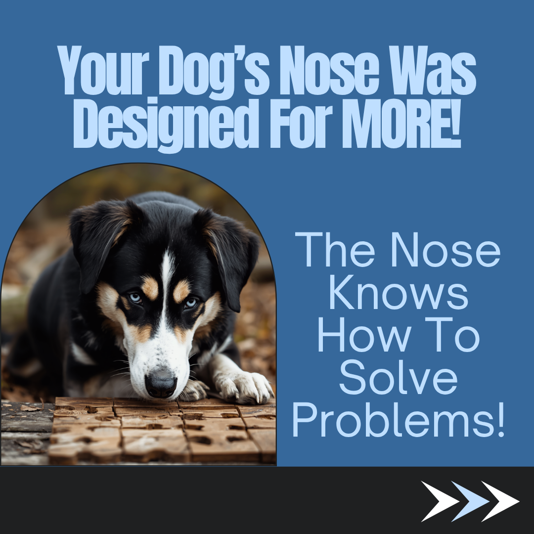 A Black, tan, and white dog sniffs puzzle pieces.