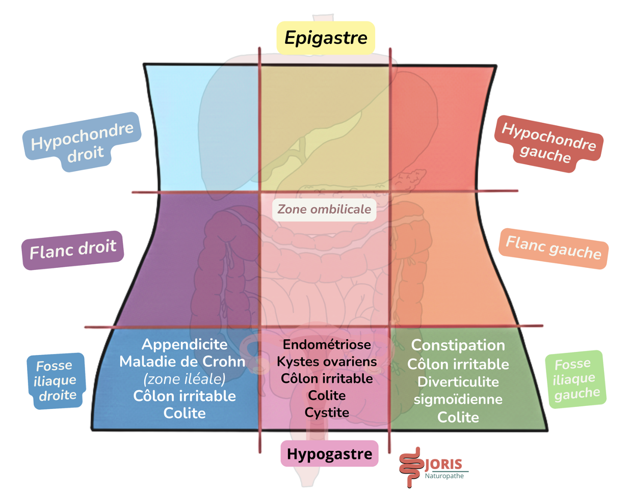 Douleur dans le bas du ventre : causes digestives et gynécologiques possibles
