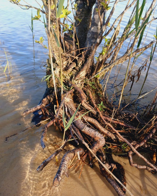 Racines d'un arbre enraciné dans le sable sur le rivage d'un lac, recouvertes d'eau