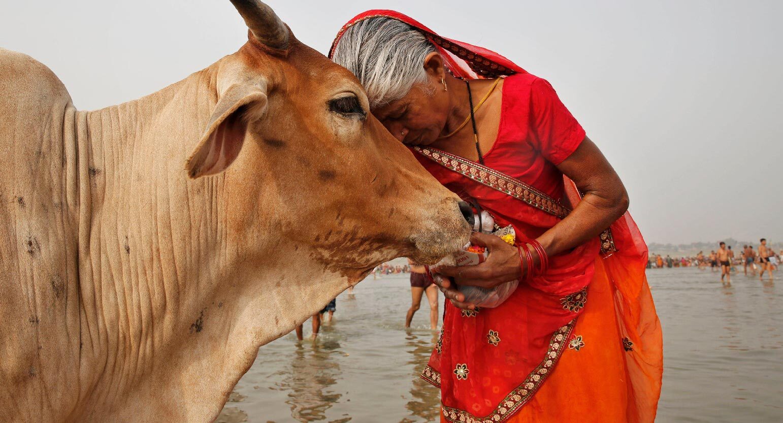cow seva