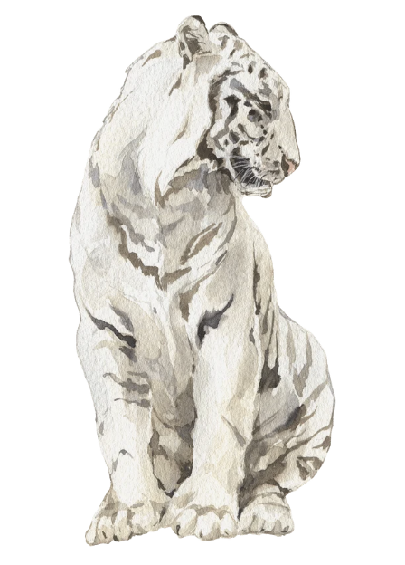Tigre blanc, symbole de l'automne et de l'élément Métal en médecine traditionnelle chinoise, associé aux poumons, à la transmission et au lâcher-prise.
