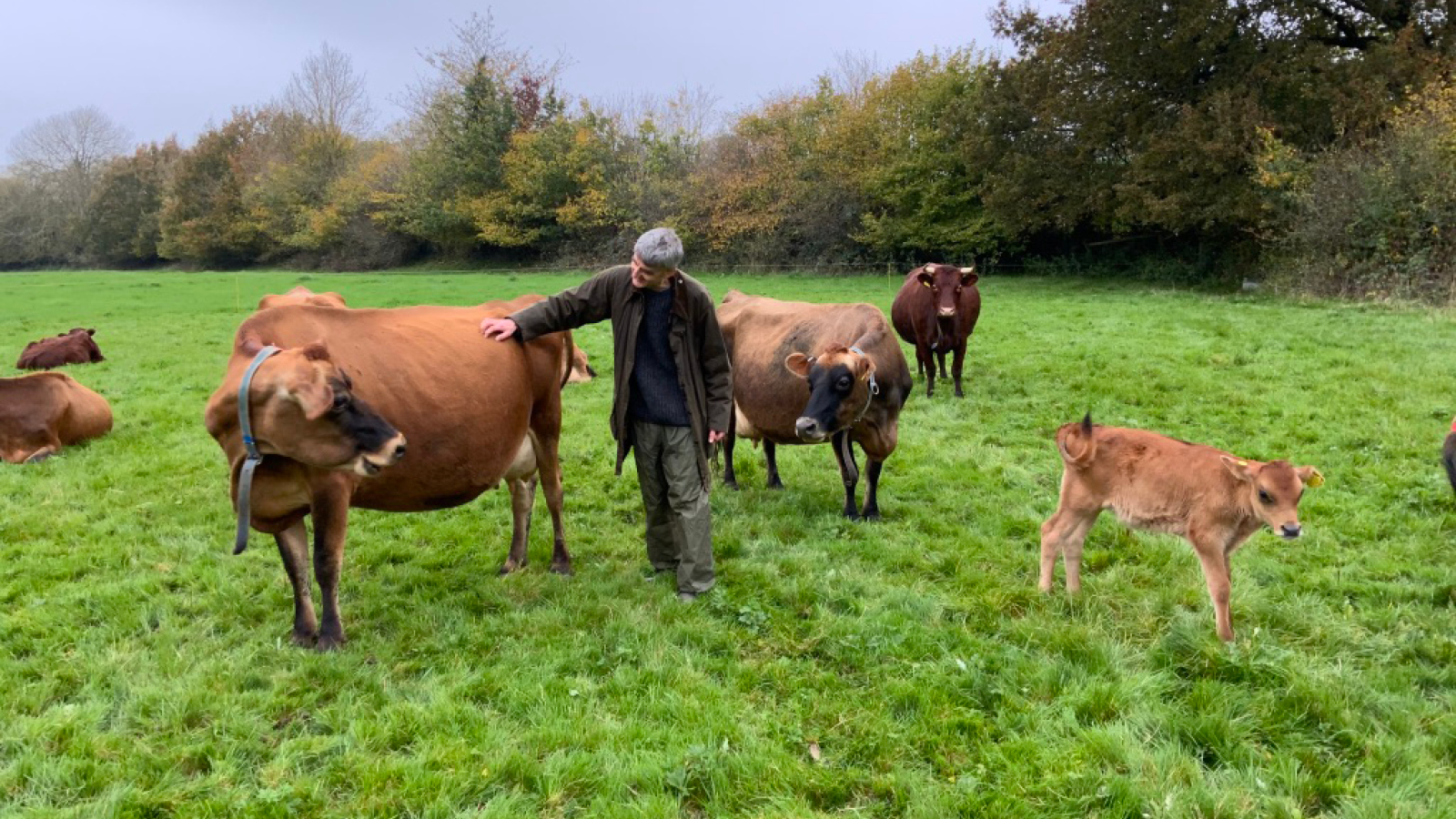 A Homeopathic vet inspects jersey cows and calves in a green field