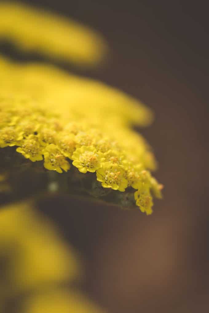 close up macro photo of a yellow flower