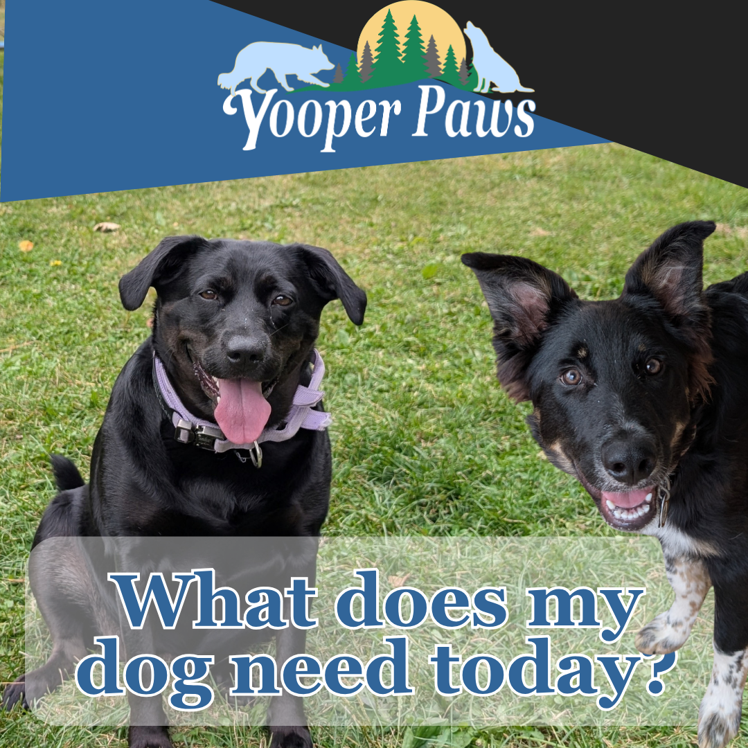 a black lab and border collie sit in a yard of green grass looking directly at the camera.