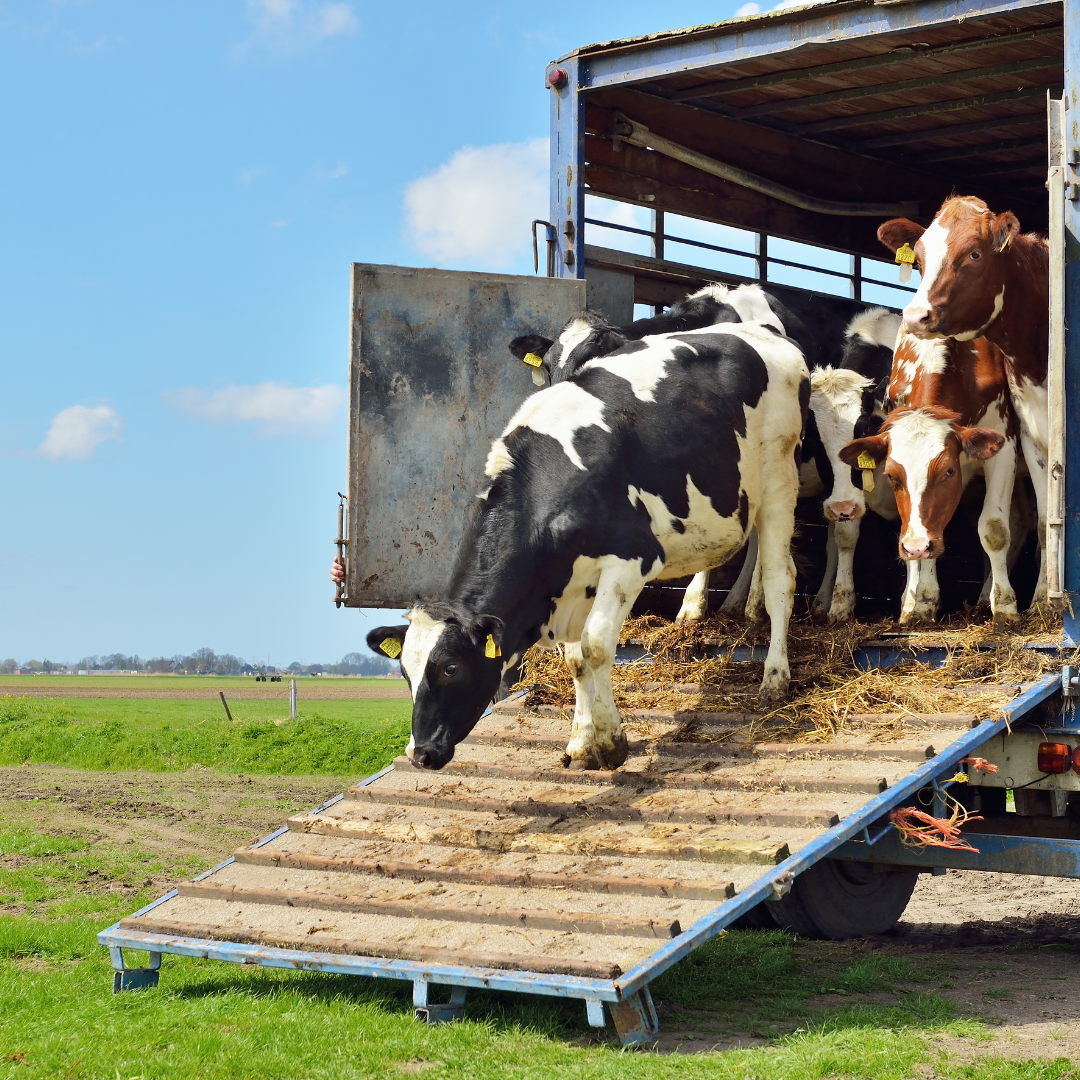 Cows coming off the truck