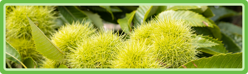 Groene onrijpe bolsters nog in de boom