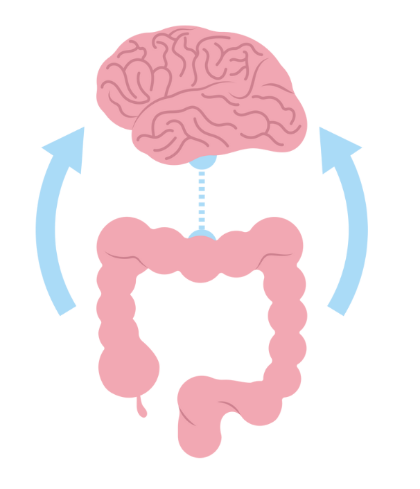TCC et intestin irritable gutbrain