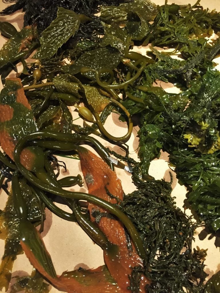 Seaweed - a prop for teaching Scott O'Dell's ISLAND OF THE BLUE DOLPHINS - creative teaching ideas from LitWits