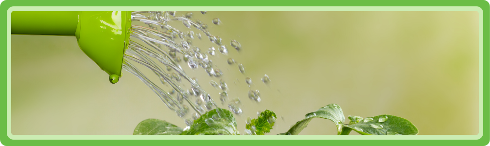 Planten die bij droog weer drie keer per week water krijgen