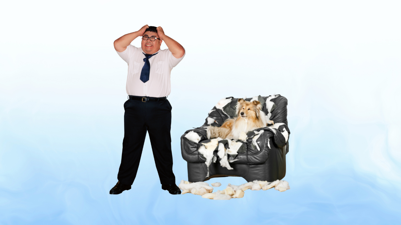 FFrustrated dog owner and chewed chair