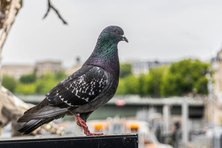 composition in photography