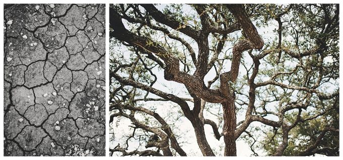 Image of dried mud and a picture of tree limbs to show the photography composition rule of pattern and textures.