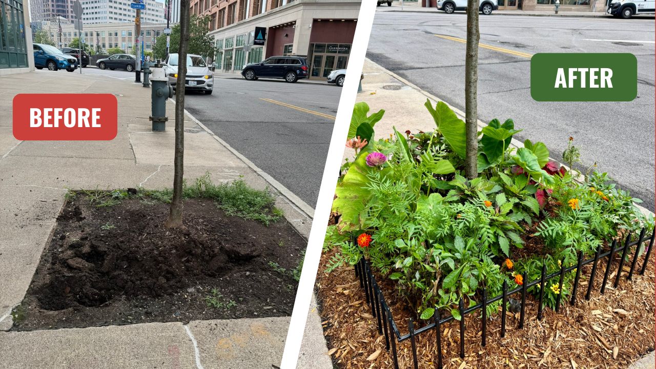 Treewell before and after