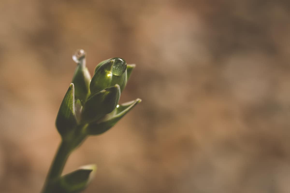 Small green plant with two drops on water.