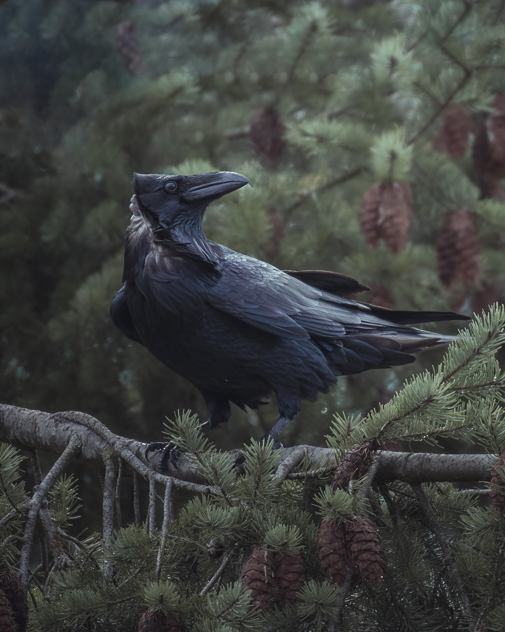 Raven