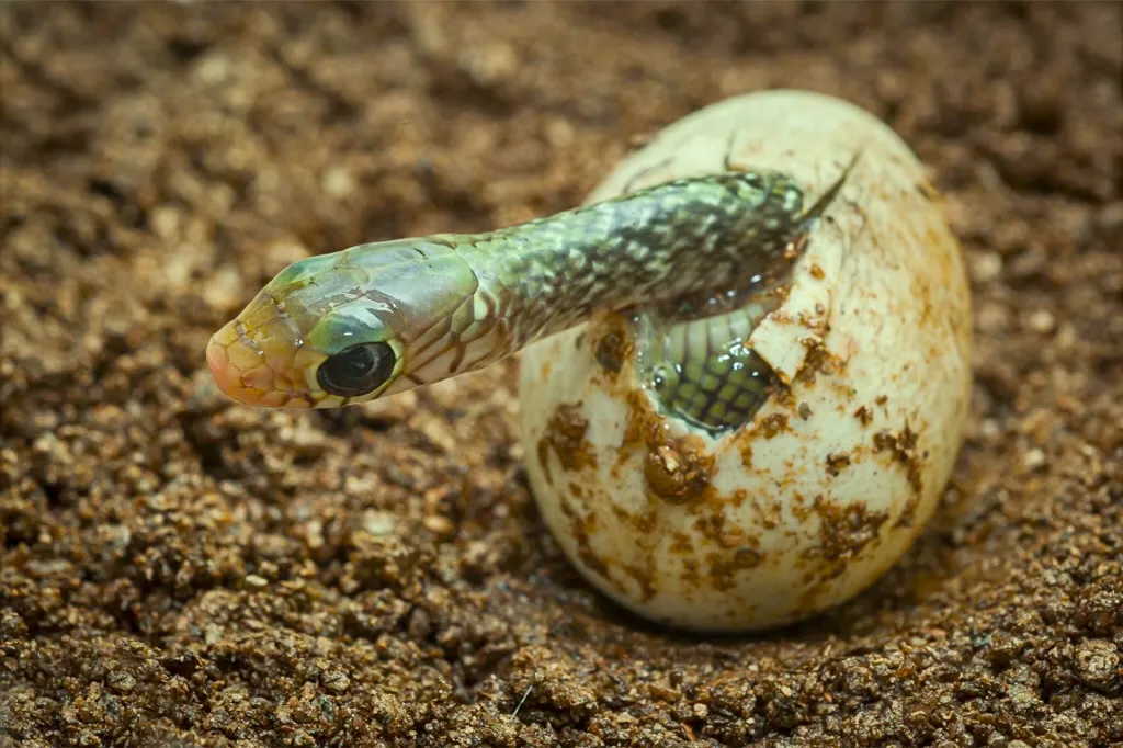 a green baby snake emerging from the egg