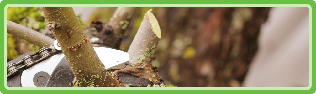 Maak een gladde snede bij het snoeien