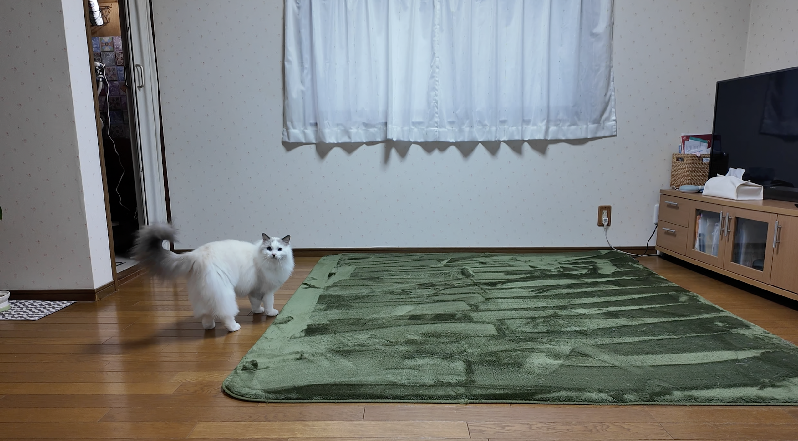 Rug