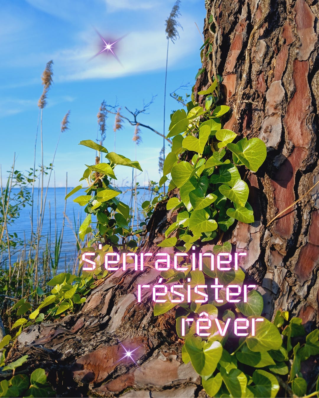 Tronc d’un pin aux écorces épaisses, recouvert de lierre vert vif, devant l’eau bleue d’un lac. le texte "s'enraciner, résister, rêver" est écrit en rose fluo sur le tronc