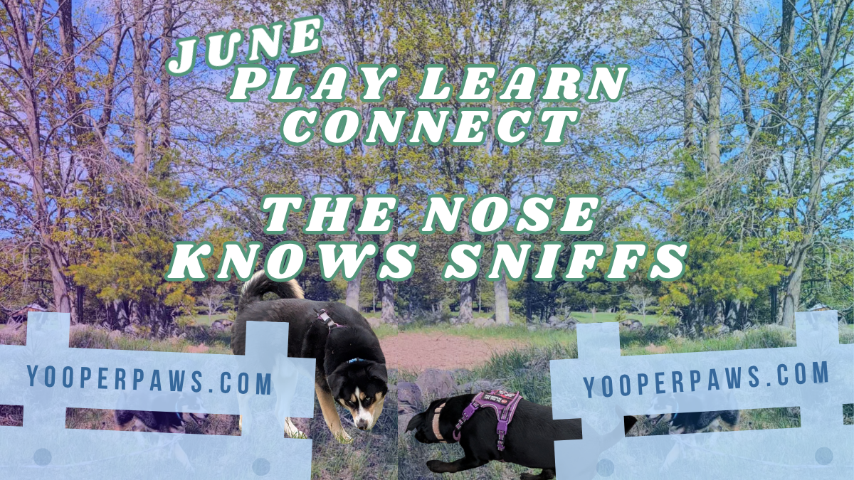 2 dogs enjoying a sniff through the woods, Text States, "The Nose Knows Sniffs!" June Play Learn Connect Challenge
