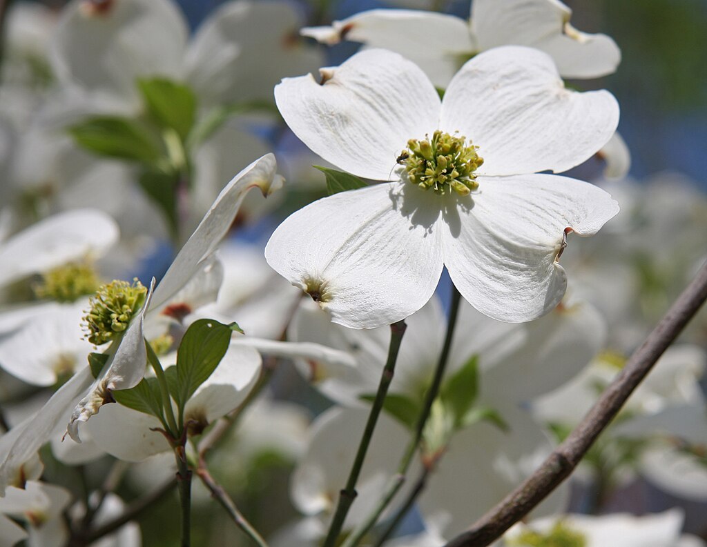 Dogwood branch by Dcrjsr, CC BY 3.0 via Wikimedia Commons