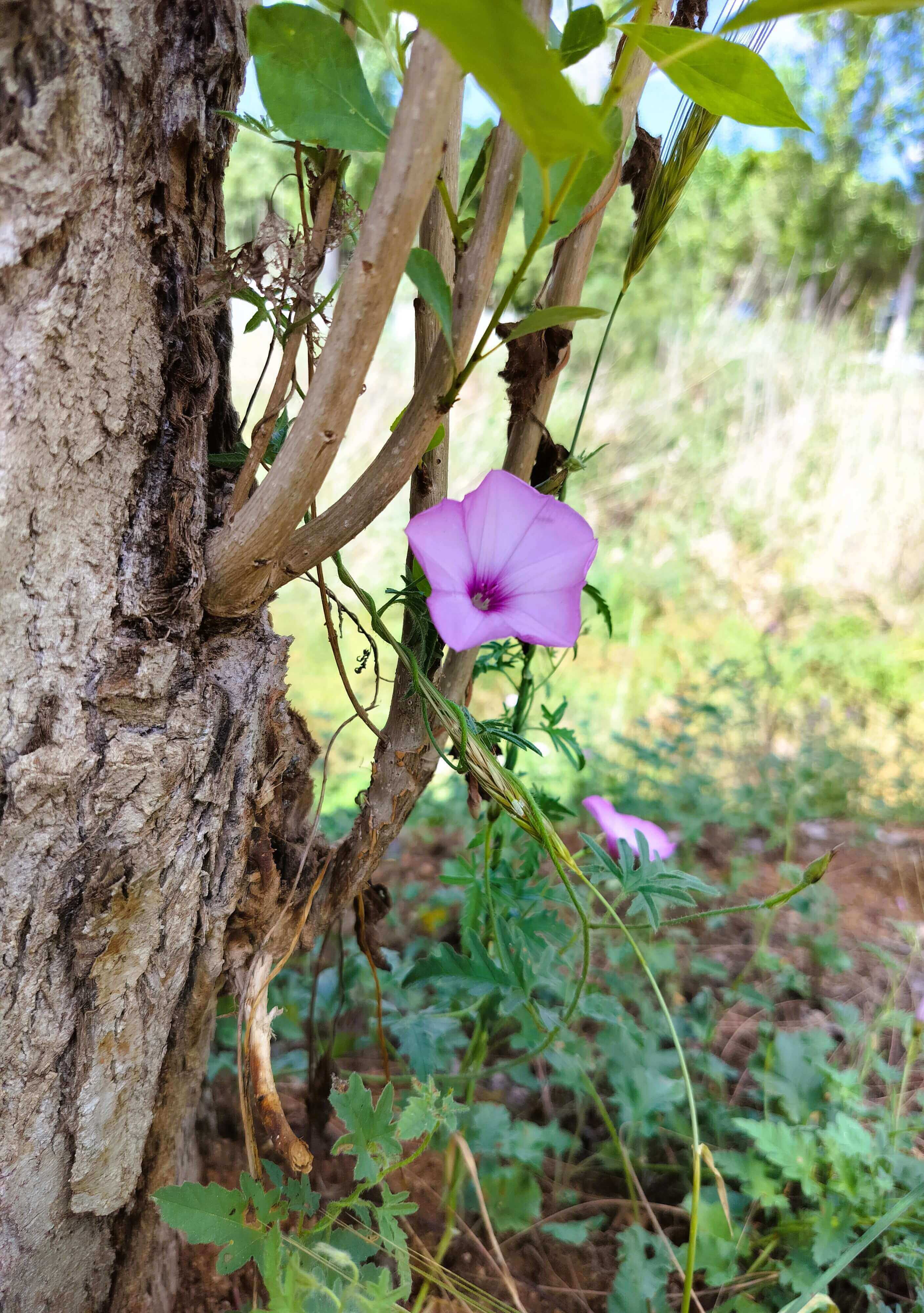 Nature findings with kids