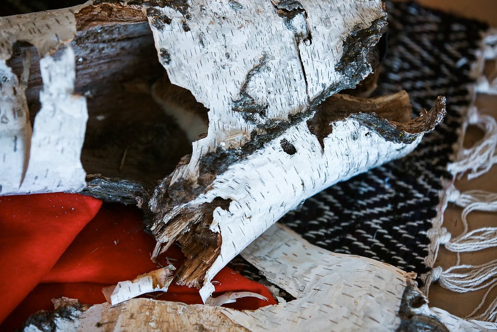 “It was the spring - time to cut the birchbark” -Ch. 1 - story prop from THE BIRCHBARK HOUSE by Louise Erdrich
