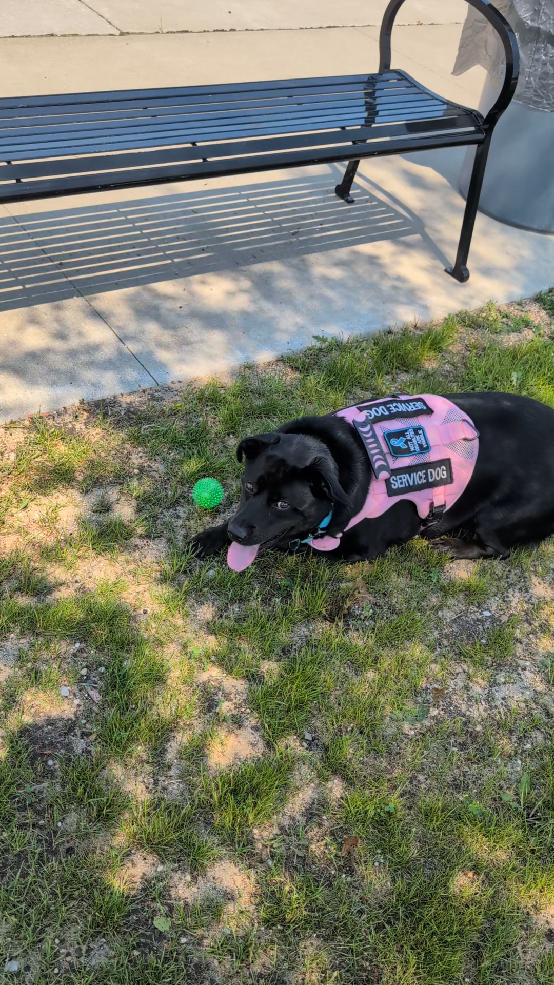 A black lab in a pink harness lays near a bench in the shade.