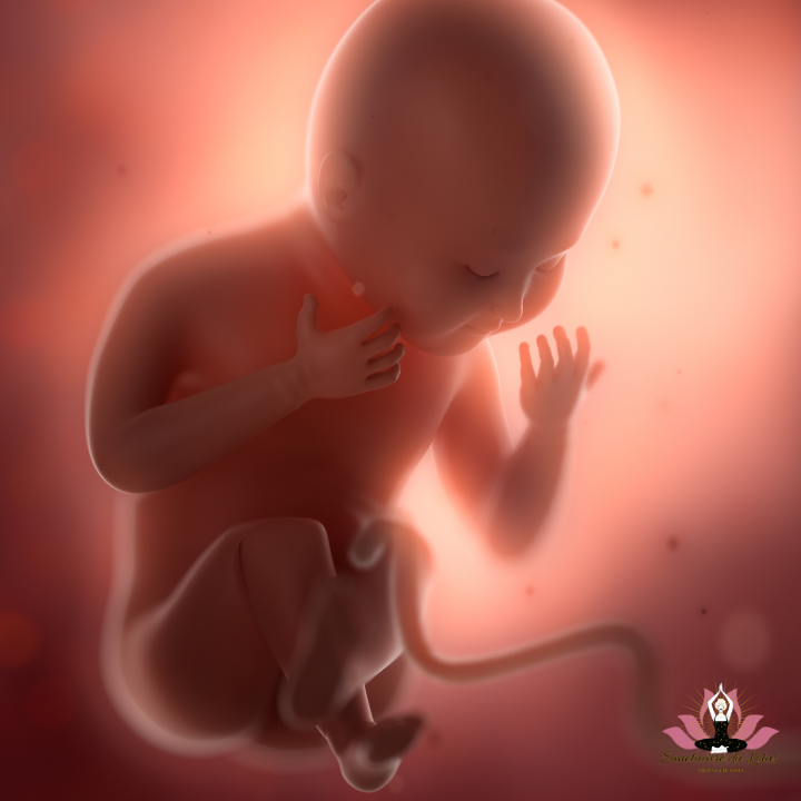 mémoire intra utérine